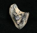 Partial Triceratops Tooth - Unworn #4464-1